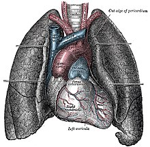 Vido al lokigo de la homa koro en mediastino, la dekstra kaj la maldekstra pulmoj estas detiritaj en flankojn. Gray's Anatomy