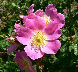 eglanterio (Rosa rubiginosa)