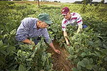 Two adult men in green and red baseball caps work with their hands while crouching down in a field of wide green leaves.