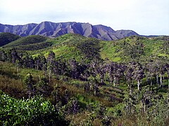 Paysage de savane à niaoulis au nord de la côte Ouest de la Grande Terre en Nouvelle-Calédonie.