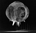 Image 16Operation Tumbler-Snapper, by Lawrence Livermore National Laboratory (from Wikipedia:Featured pictures/Sciences/Others)