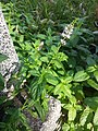 Rohemünt (Mentha spicata)