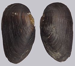 Margaritifera margaritifera.