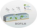 Image 10Different biofilm components in streams. Principal components are algae and bacteria. (from River ecosystem)