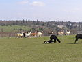 Vicugna pacos (front), Lama glama (back)