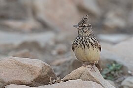 Cochevis de Thekla Zriba001.jpg