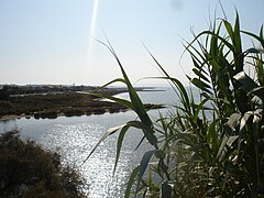 Laguna l'or pri Montpellieru.