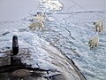 Image 100Three polar bears approach USS Honolulu near the North Pole. (from Arctic Ocean)