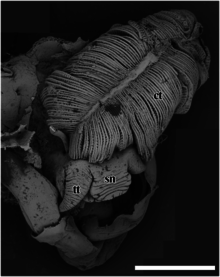 Black-and-white image showing two tentacles around a snout. There is a big ctenidium above them. The ctenidium has an appearance like a double-sided comb.