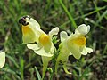 Linaria vulgaris