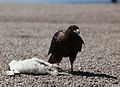 Subadult striated caracara feeding on a dead gentoo penguin chick