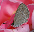 Image 10 Zizina labradus Photo credit: John O'Neill A Common Grass Blue (Zizina labradus), a small Australian butterfly. This specimen, perched on a rose, is approximately 10 millimetres (0.4 in) in size. Females generally have a larger wingspan compared to males (23 and 20 mm or 0.9 and 0.8 in respectively). More selected pictures