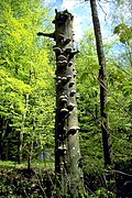 Dead trunk with fungi