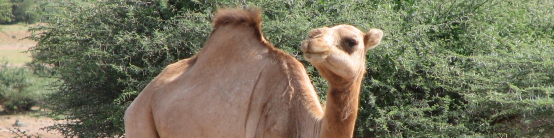 Djibouti Banner.jpg