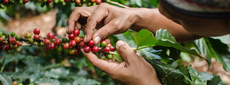 ¿Cuáles son las variedades de café?