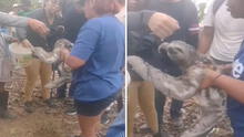 El emotivo rescate de un oso perezoso con quemaduras en un incendio forestal en San Martín