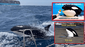 La orca es señalada como la líder de una 'pandilla' de cetáceos que generan pánico en altamar. Foto: composición LOL/ElDoceTV/captura Twitter