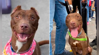 Mocha corrió hacia ellos cuando la llamaron en pleno evento de adopción. Foto: composición LOL/capturas de TikTok/@Nycacc