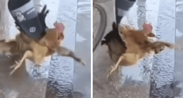 Gallina tropieza al intentar huir de chancla 'voladora'. Foto: Composición LR/TikTok