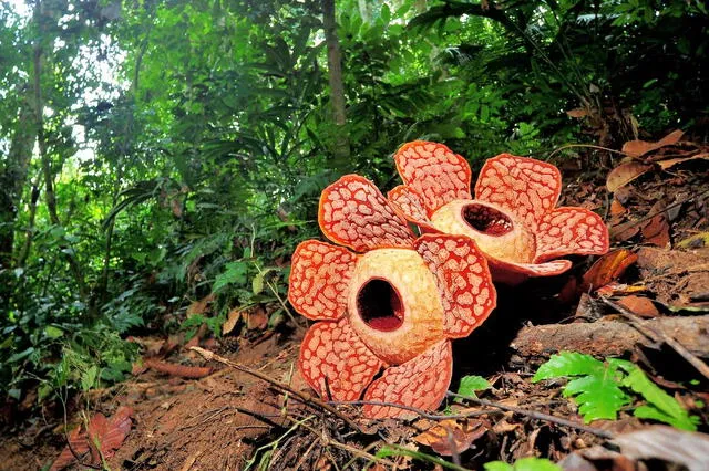 Esta flor pesa más de 10 kilos. Foto: National Geographic   