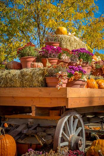 Harvest - Harvest time in Colorado, at Anderson Farms outside of Erie.