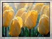 Tulipany