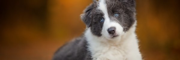 Szczeniaczek, Collie, Border, Mały