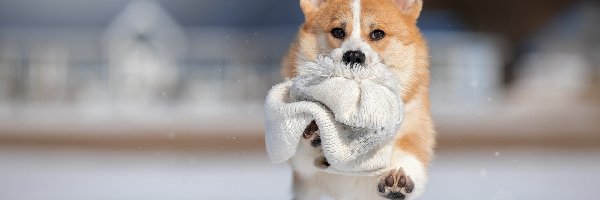 Czapka, Welsh corgi pembroke, Pies