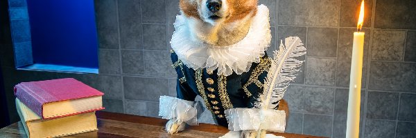 Śmieszne, Stół, Książki, Welsh corgi pembroke, Pies, Świeca, Pióro