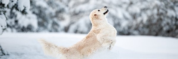 Śnieg, Golden retriever