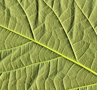 Leaf