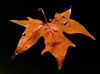 Leaf on the water