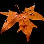 leaf on the water