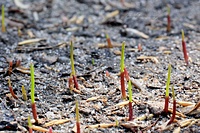 Yes! Yes! Yes! Our grass is growing ;) / Tak! Tak! Tak! Nasz trawa rośnie