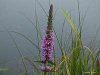 Krwawnica pospolita - Lythrum salicaria