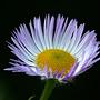 stokrotka pospolita - bellis perennis