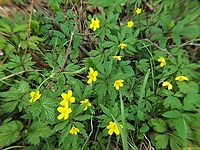 Jaskier rozłogowy - Ranunculus repens