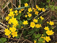 Knieć błotna - Caltha palustris