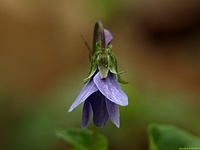 Fiołek lesny Viola reichenbachiana