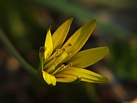 ZŁOĆ ŻÓŁTA (Gagea lutea)