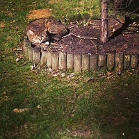 Lazy #cat #pet #kot #animal #sunnyday #coolcat #grass #leniuszek