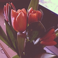 :) #flowers #tulips #red #tulipany #happyday