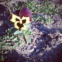 Wiosna :) #spring #flower #sunny