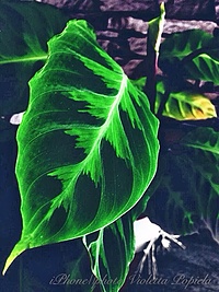 Leaf