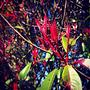 woodinville #seattle #washington #nature #color #red #sun #tree #love #walk