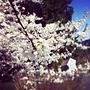 woodinville #seattle #washington #nature #color #sun #tree #flower #love #walk