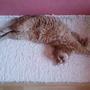 garfield #fluffy #sleeping #cat #funny