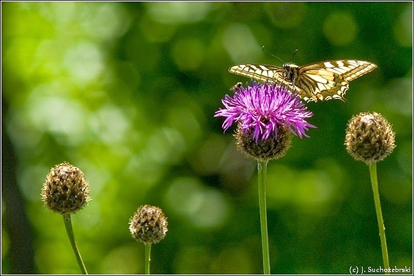 Summer butterfly