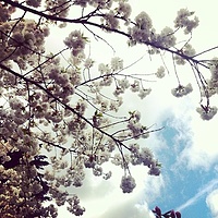 Spring #tree #blue #sky