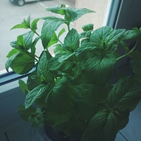 Tramtamtam #mint #herbs #green #healthy #vsco #vscocam